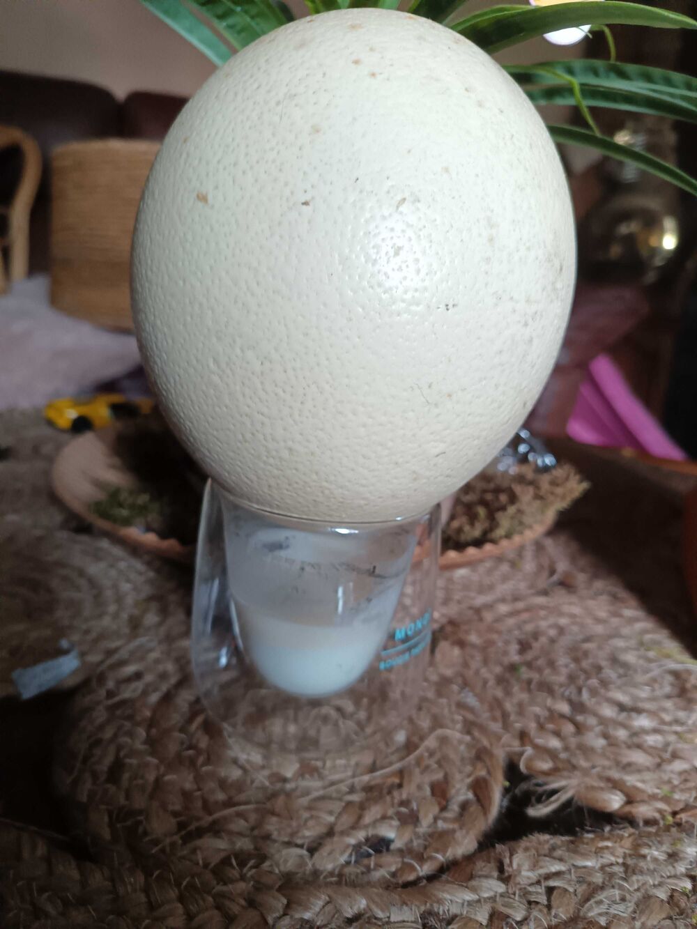 oeuf d autruche 
