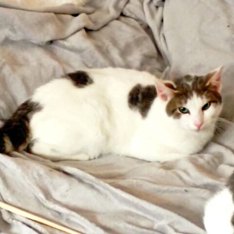 BICHOCO 180 26300 Bourg-de-p�age