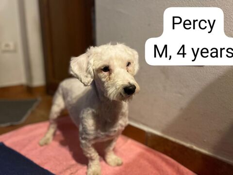 PERCY au refuge en Roumanie ( lui cherchons aussi un accueil pour le sauver du refuge ) 0 75018 Paris