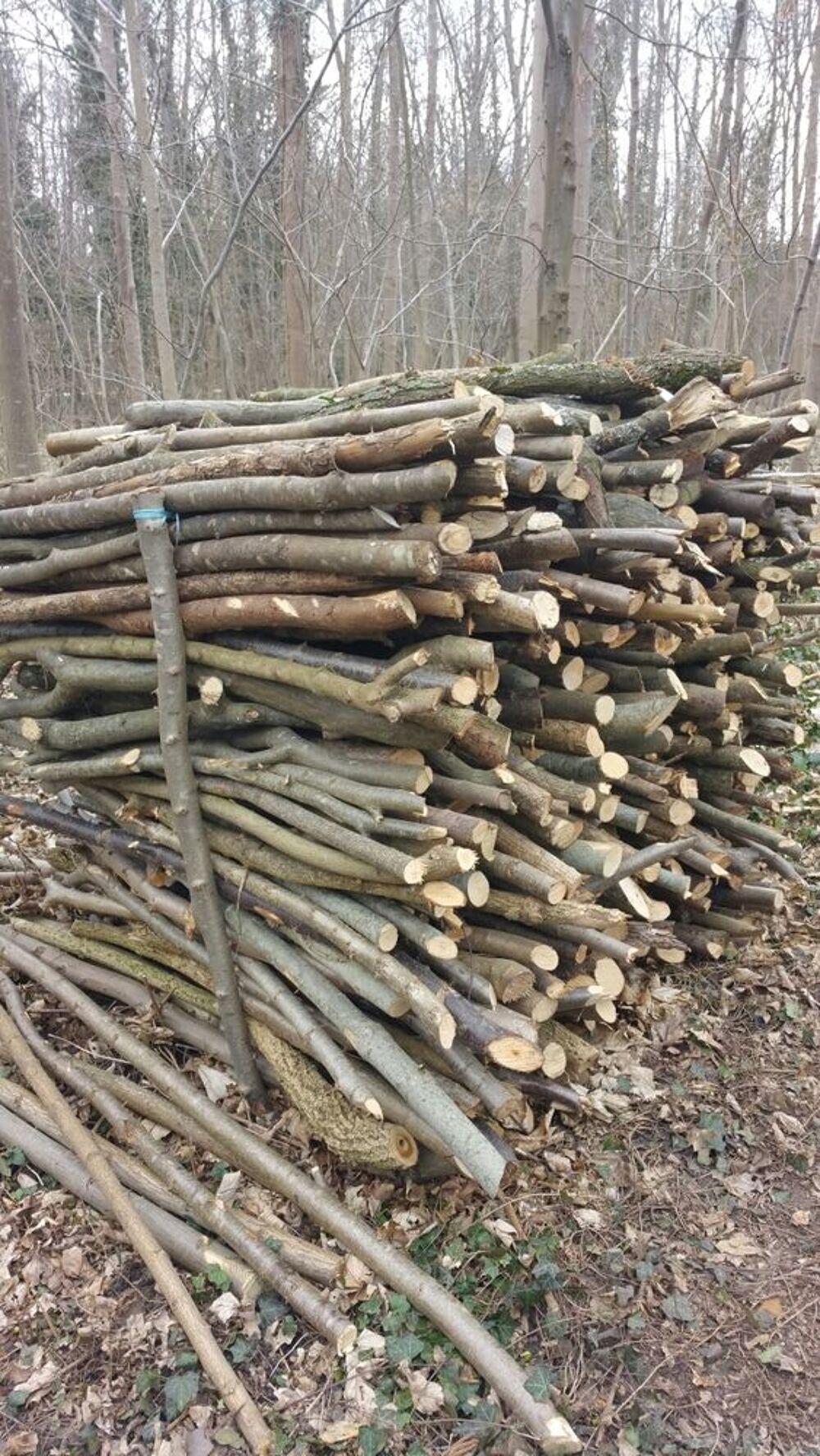 bois chauffage Jardin