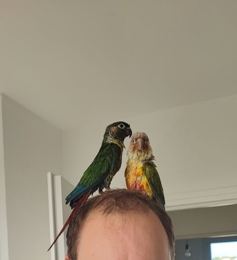Conure eam 34000 Montpellier