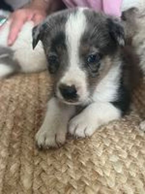   chiots berger australien/ bouledogue français 