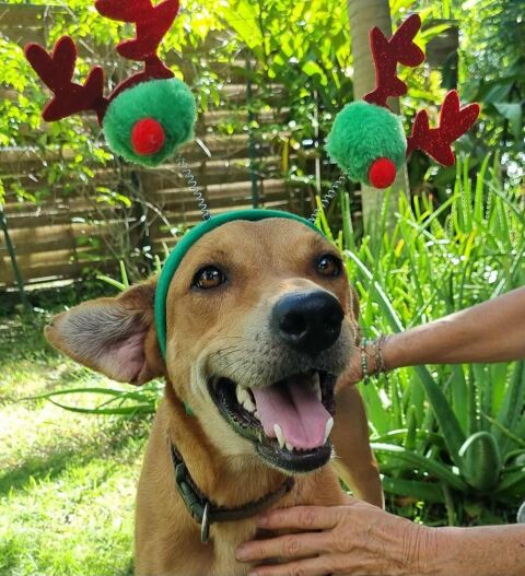 Bonny, femelle X berger, née le 28/11/2024 380 14000 Caen