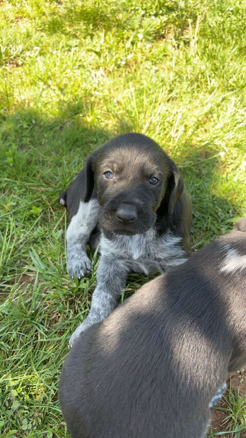 Chiots m&acirc;les 0 18130 Dun-sur-auron