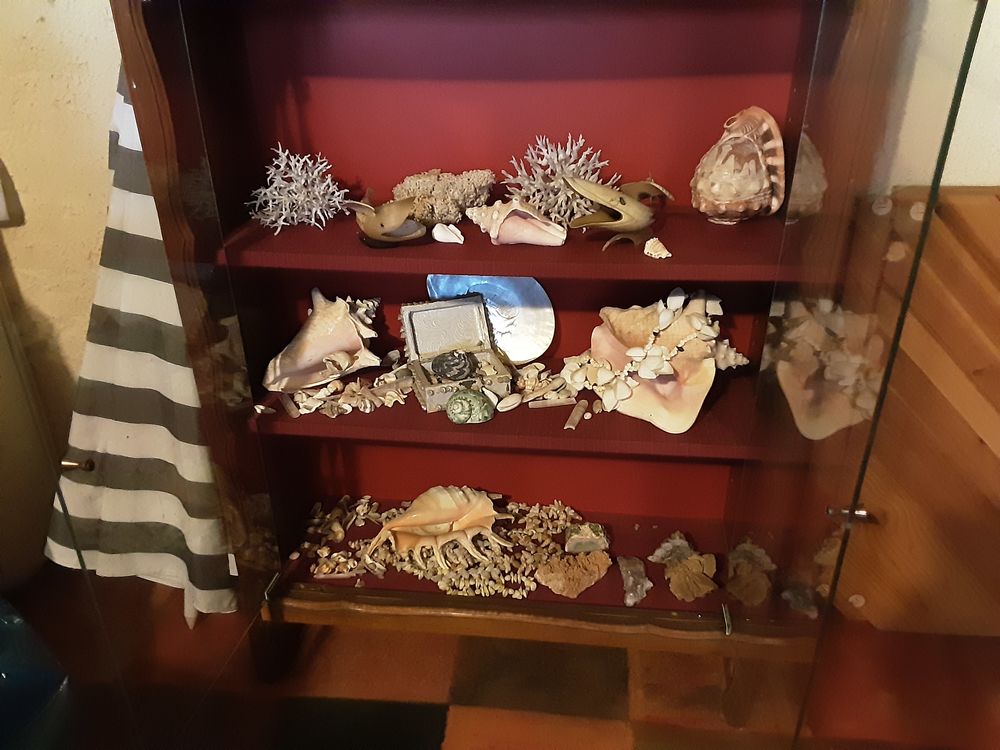 Coraux et coquillages 