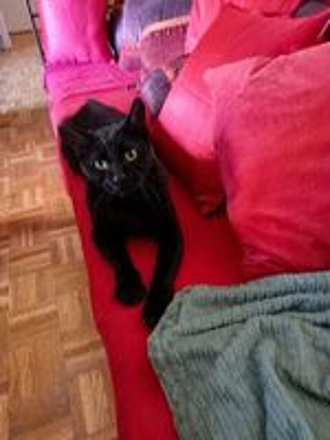   LINO CHAT  NOIR 2 ANS 1/2 