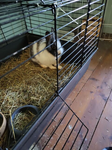 LAPINS NAINS 20 79000 Niort