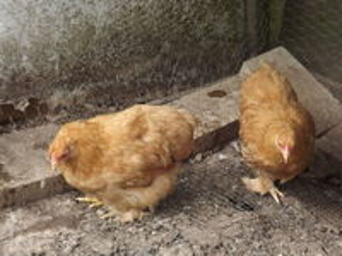   oeufs fecondés 