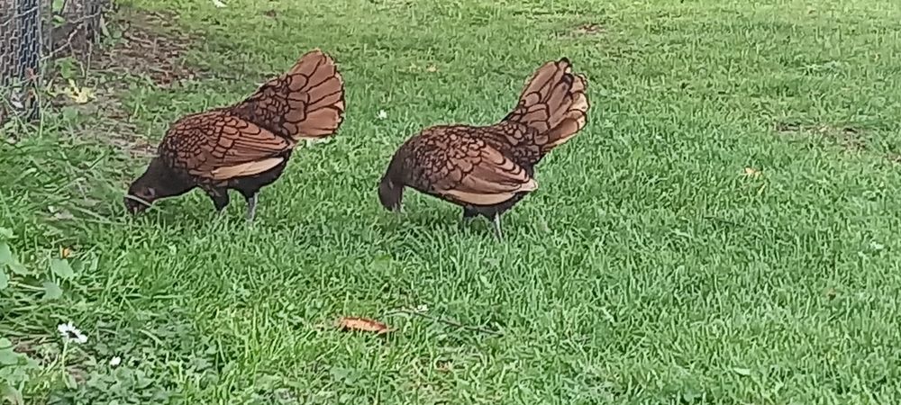   Poussins sebright doré  