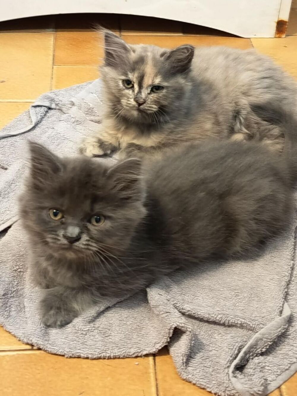   Chaton persans croisé sacré de birmanie 