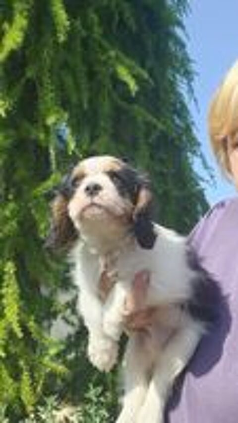   Chiots LOF Cavalier King Charles 