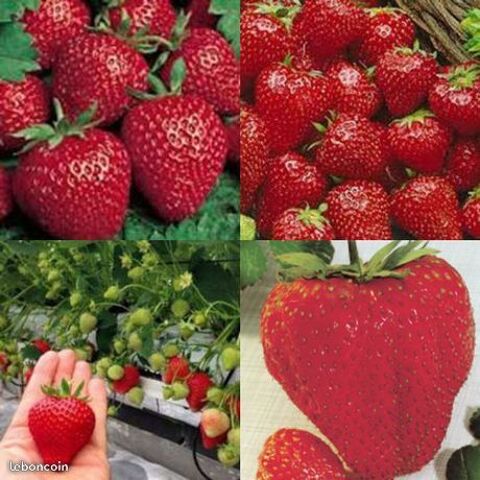 Plant de Fraisier 1 Saint-Yrieix-sur-Charente (16)