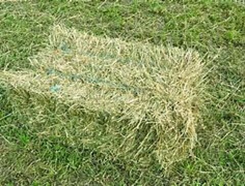 foin luzerne sain foin ray grass 1 26130 Saint-paul-trois-chteaux