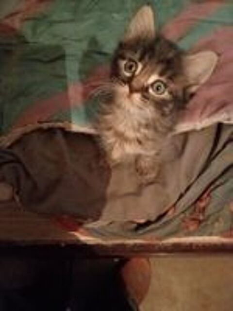   Donne chaton contre bon soin  