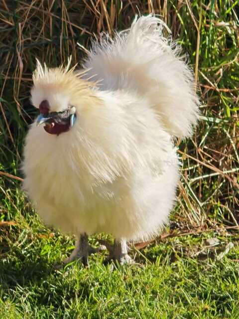  donne coq de soie blanc 0 22350 Saint-maden