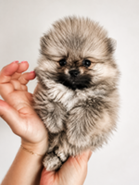   Spitz nain pomeranian 