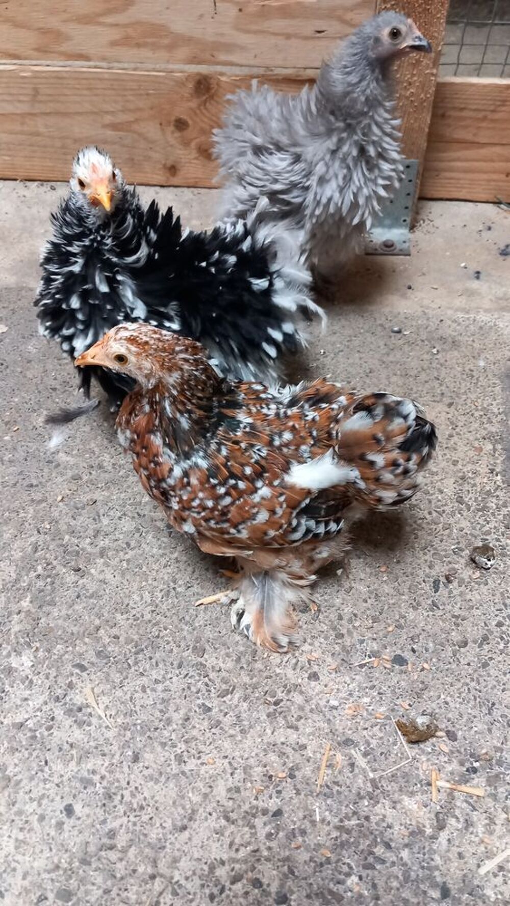  Poules Bantam de pékin 