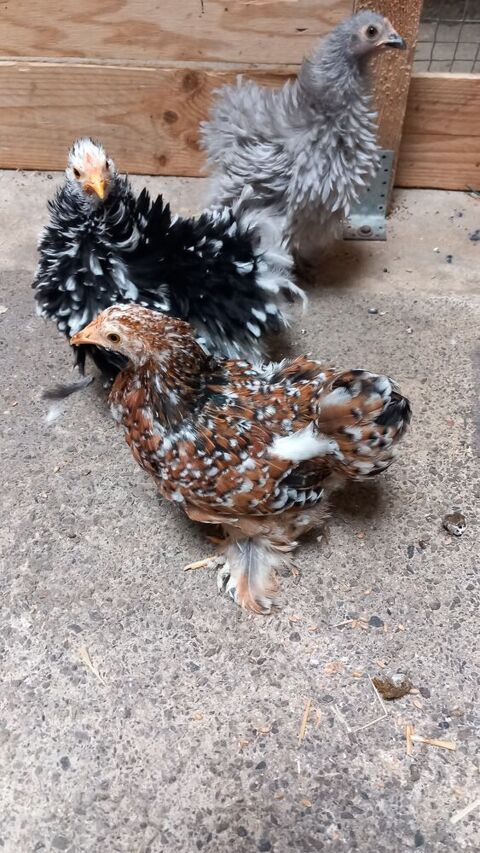 Poules Bantam de p&eacute;kin 18 29800 La roche-maurice