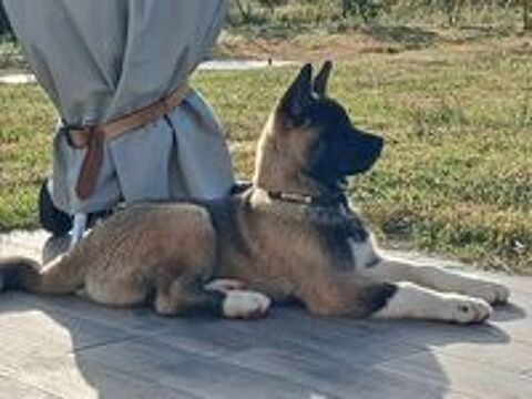  chiot akita americain 
