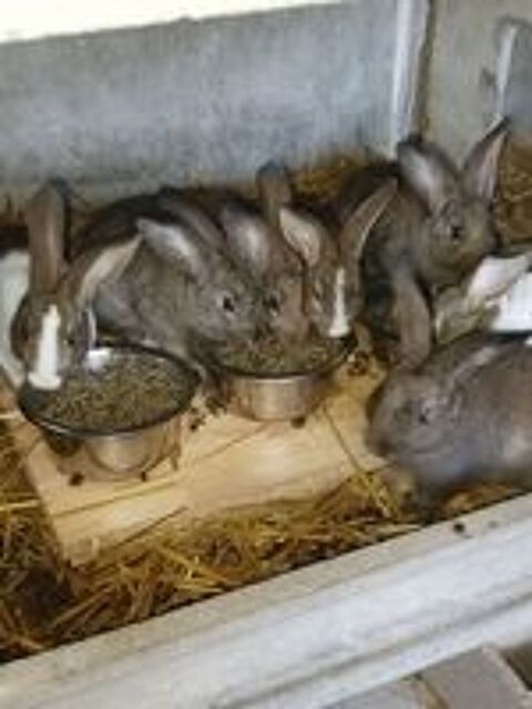   Lapin fermier  
