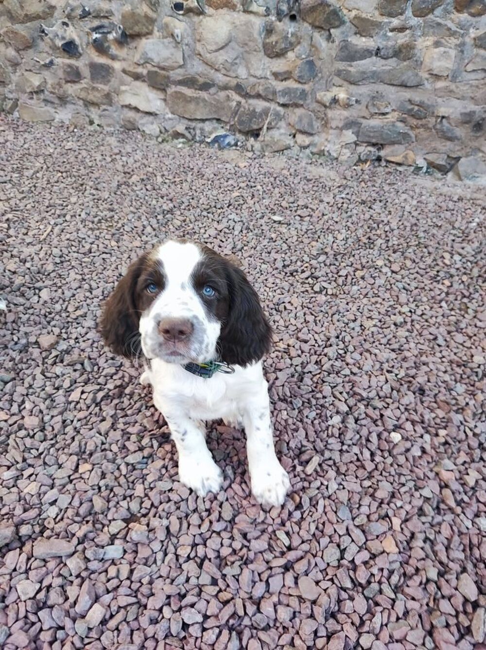   Chiots english springer spaniel 