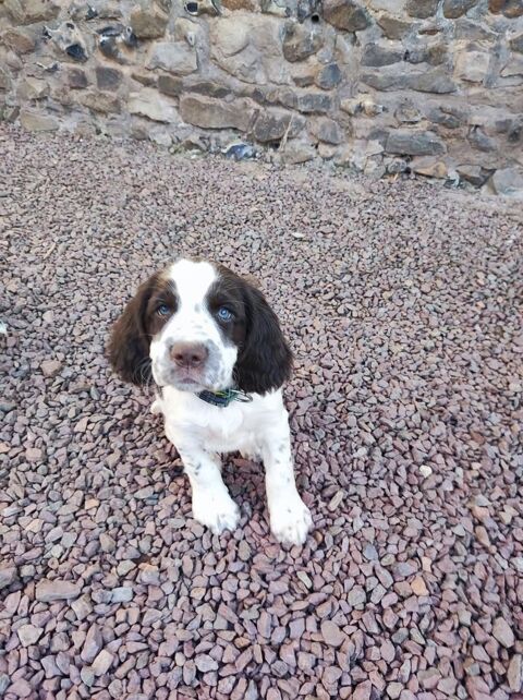 Chiots english springer spaniel 850 62690 Hermaville