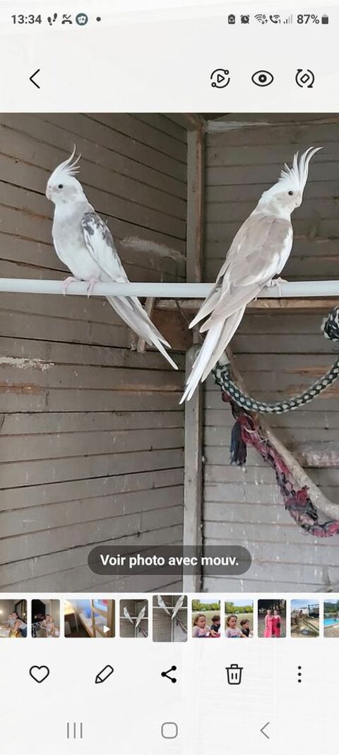 Couple calopsitte 60 07350 Cruas