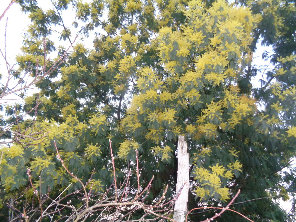 pied de mimosa mesurant entre 80cm et 1m20 Jardin