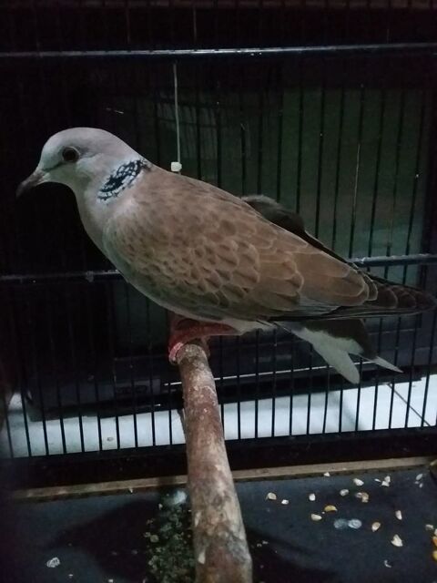 Tourterelle crois&eacute; 1 94100 Saint-maur-des-foss�s