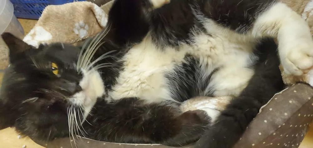   Chat DOMINO � l adoption 