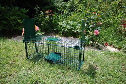 Pige  nuisibles 50 Pouilly-sous-Charlieu (42)