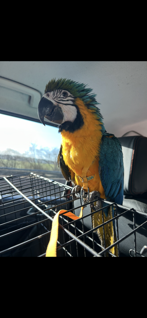 Ara Ararauna 4 mois 1700 78740 �vecquemont