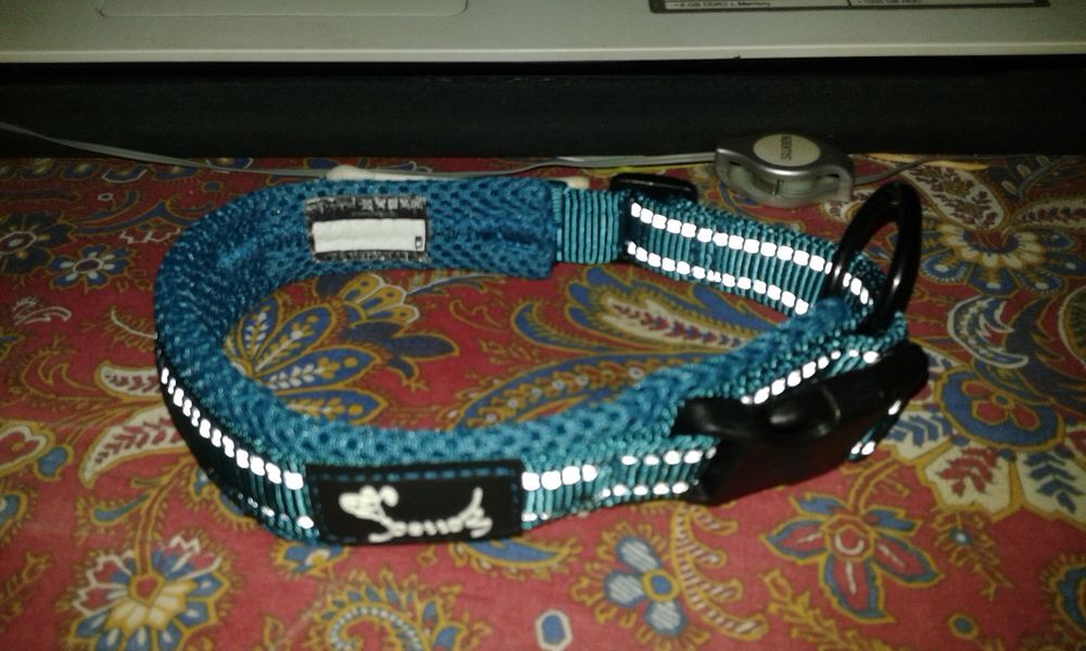   collier petit chien 