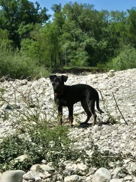 Chien KYRO &agrave; l adoption 300 07230 Lablach�re