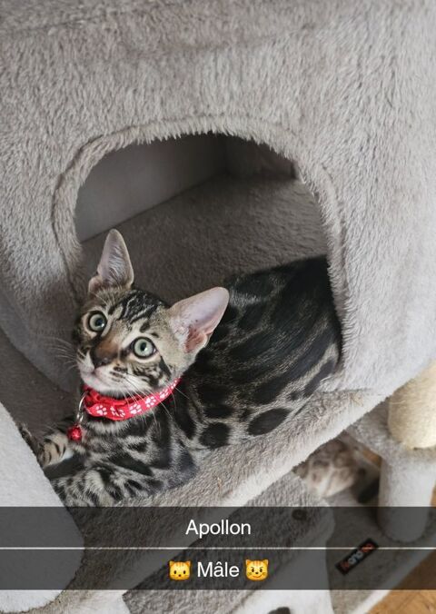 Chaton bengal 820 91700 Fleury-mrogis