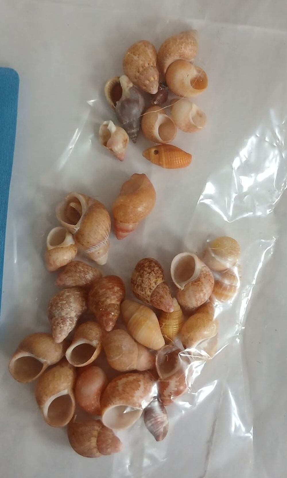 Lot de petits coquillages 