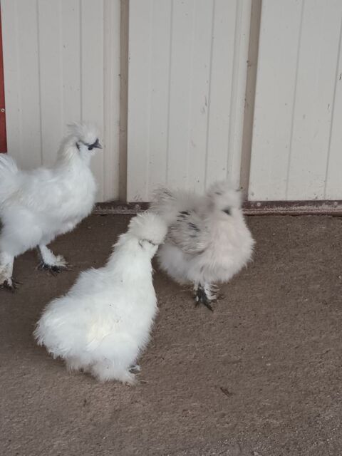 Trio poule de soie ( 2 poules et 1 coq) 60 71130 Gueugnon