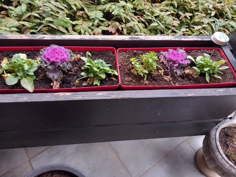 Plantes d'int&eacute;rieur Décoration