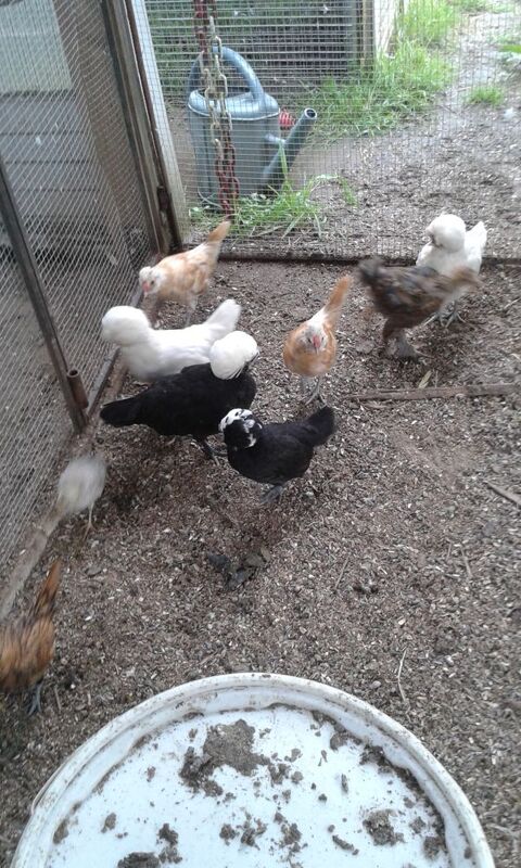 coq padou fris&eacute; 15 87620 S�reilhac