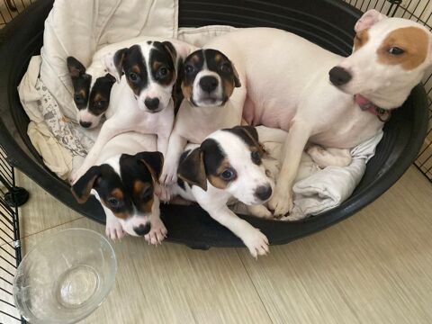 Chiots Jack Russel 850 94500 Champigny-sur-marne