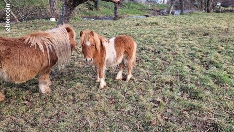 
poney male pie 500 43170 Saugues
