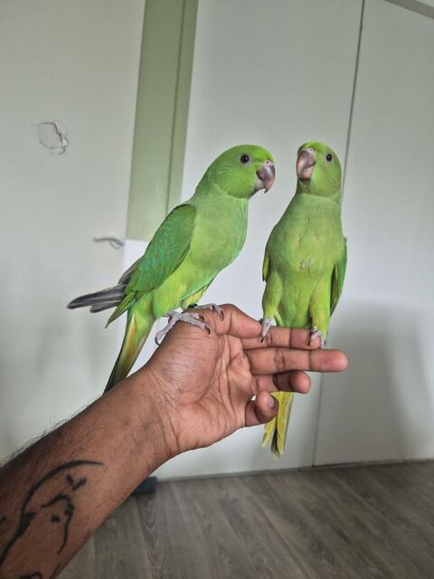 Perruche vert  140 95140 Garges-l�s-gonesse