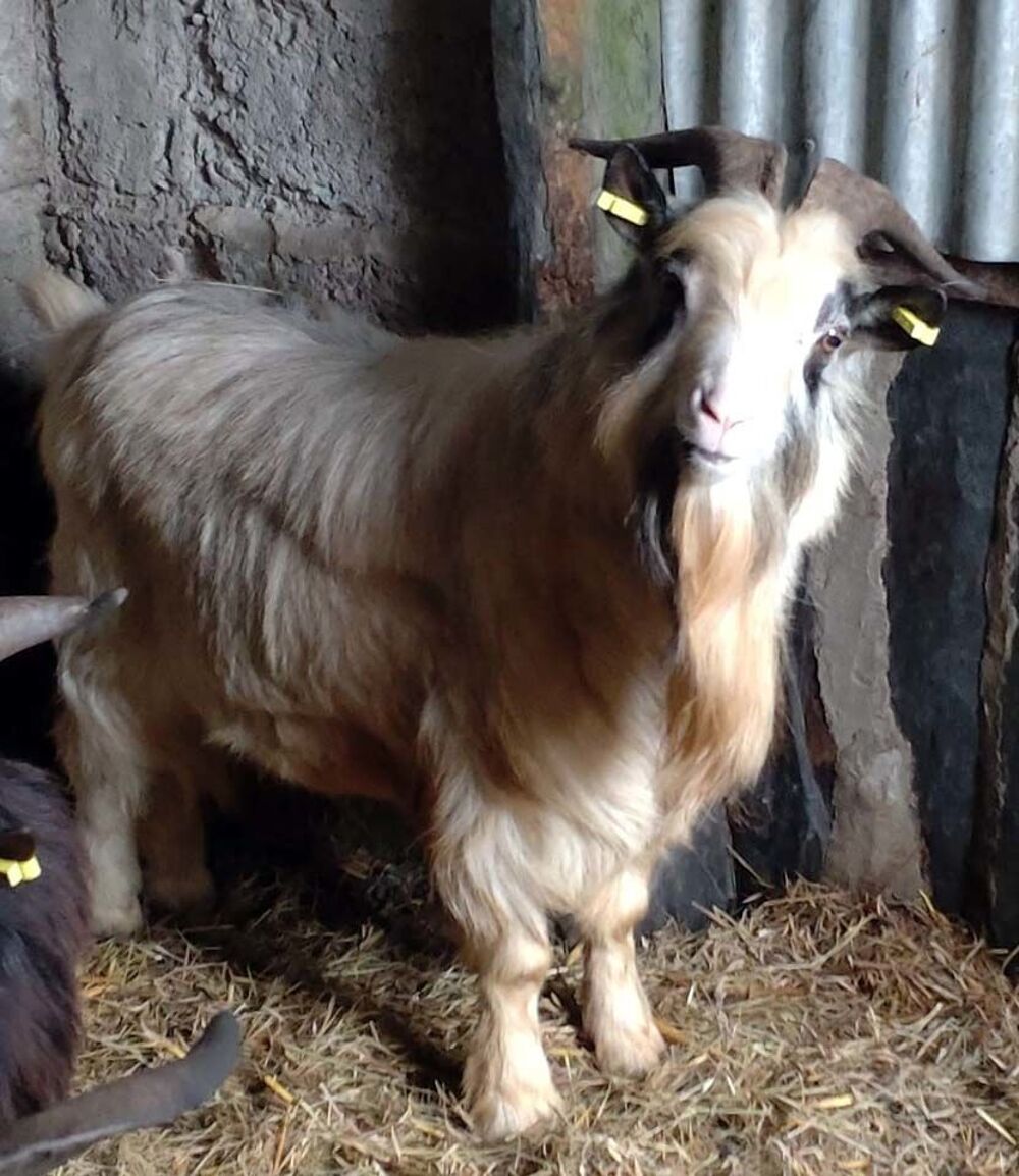   GALICTETE, beau bouc semi-nain  adopter via l'association UMA 