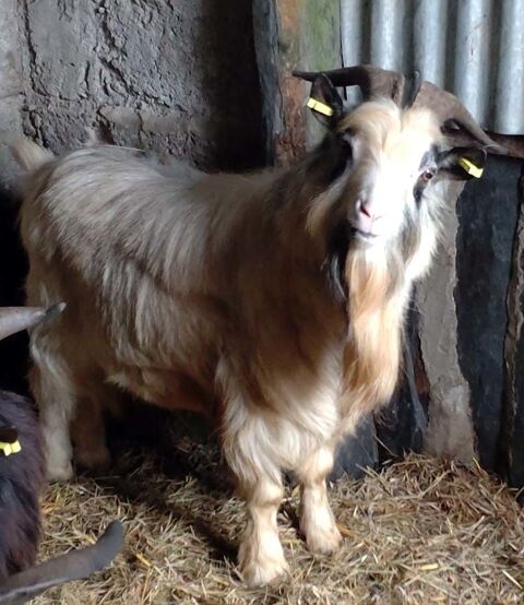 GALICTETE, beau bouc semi-nain  adopter via l'association UMA 44170 Abbaretz