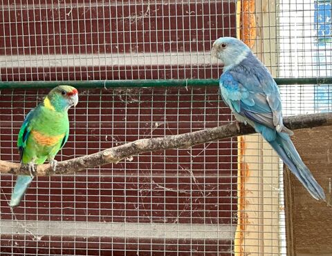 Barnard bleu fallow et porteurs 1 24000 P�rigueux