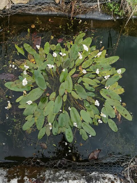 plante de bassins 2 Noailles (60)