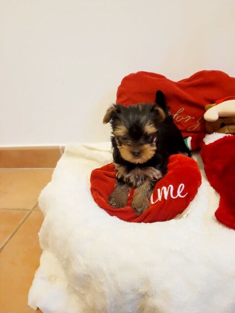 Mini chiot yorkshire 1200 30220 Aigues-mortes