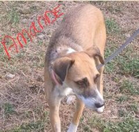   AMANDE FEMELLE 2AN NON STRILISE  ACTUELLEMENT EN GUADELOUPE A ADOPTER 