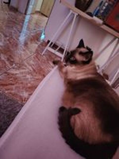   Donne chatte siamoise 10 ans 