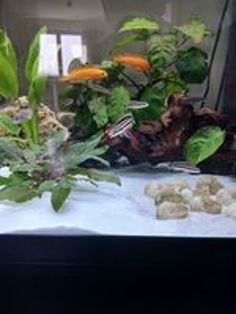  Julidochromis Ornatus 